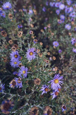 Flowersのeditorial素材