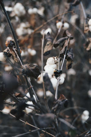 Flowersのeditorial素材