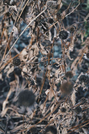 Flowersのeditorial素材