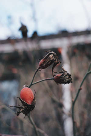 Autumnのeditorial素材