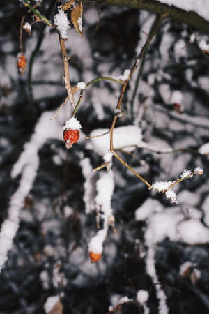 Snowのeditorial素材