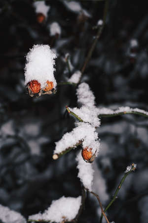 Snowのeditorial素材