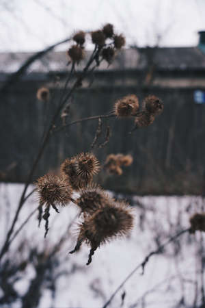 Snowのeditorial素材