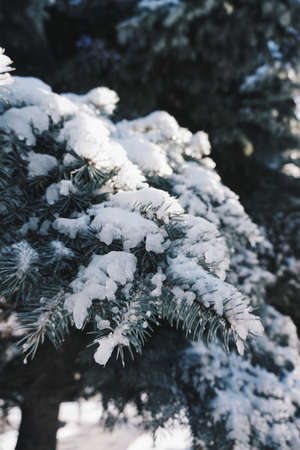 Snowのeditorial素材