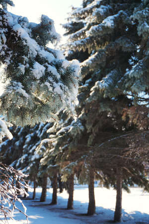 Snowのeditorial素材