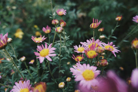 flowersのeditorial素材