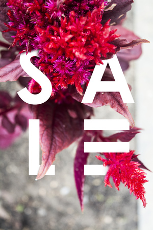 Sale . Red flowers White lettersの写真素材