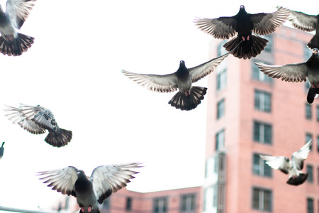 Pigeonsの写真素材