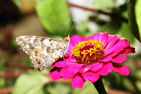 Butterfly 2の写真素材