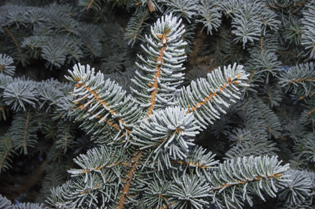 Close-up of branches of blue spruce in hoarfrost in winter forestの写真素材