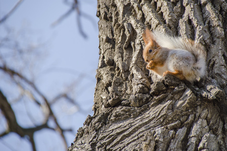The little red squirrel sits on a tree in the woodの写真素材