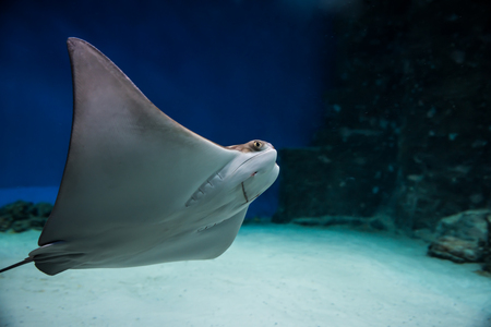 The stingray smiles in blue water in aquarium