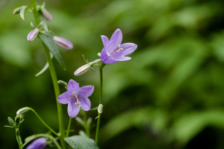 Gentle lilac forest bells on a green backgroundの写真素材