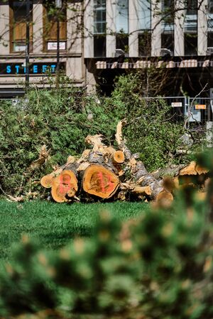 Joensuu, Finland - May 16, 2019: the cut-down old trees in the city parkのeditorial素材
