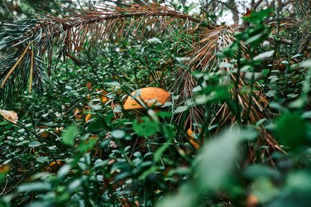 Edible mushrooms in the Finnish forest in autumn.