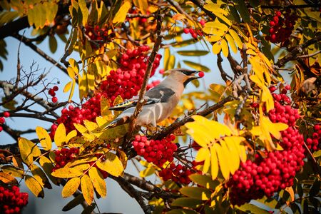 Waxwing sits on the rowan tree and eats berries. Bird eats berries.の写真素材