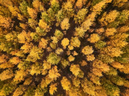 Aerial view of Birch forest with yellow foliage in Autumn. Looking straight down with a satellite...