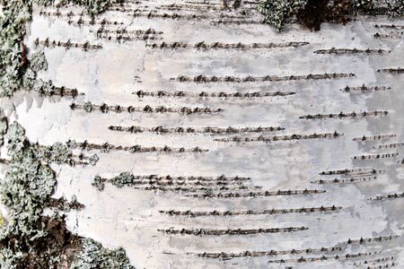 Birch bark texture natural background paper close-up. Birch tree wood texture. Pattern of birch...