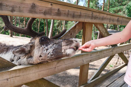 Espoo, Finland - June 27, 2020: Reindeer in Nuuksio reindeer park. The girl feeding a reindeer in the parkのeditorial素材