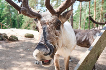Espoo, Finland - June 27, 2020: Reindeer in Nuuksio reindeer park.のeditorial素材