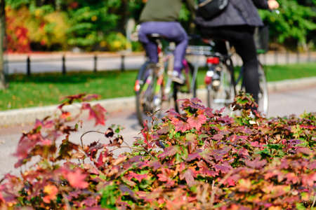 Autumn street with red shrubs, the cyclists in the background.