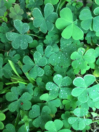 Leaf clovers green backgroundの素材