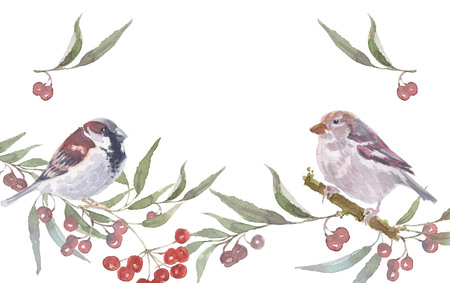 sparrow male and female with berry branches. Watercolor handmade vector illustrationのイラスト素材