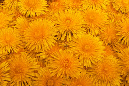 Background yellow dandelionsの写真素材