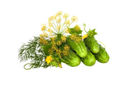 cucumber and dill with flower dillの写真素材