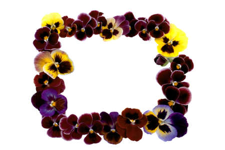 Frame from multicolored violetsの写真素材