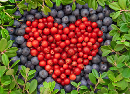 romantic heart made of cranberries and blueberries with leavesの写真素材