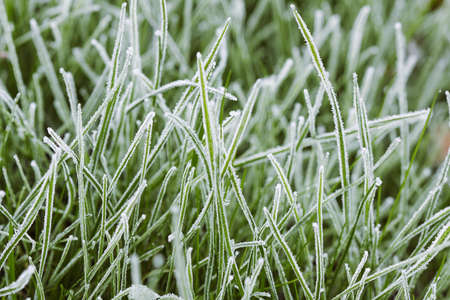 Grass in hoarfrost on a cold  dayの写真素材
