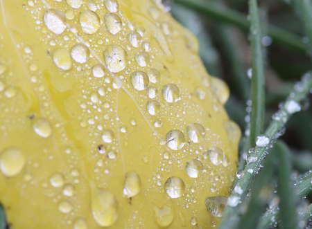 dew drops on green leavesの写真素材