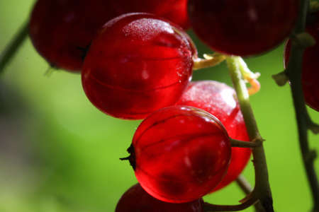 ripe red currant berries on a backlit