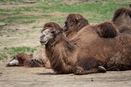 Bactrian camel (Camelus bactrianus) resting on the ground. Two Humps Bactrian camelの写真素材