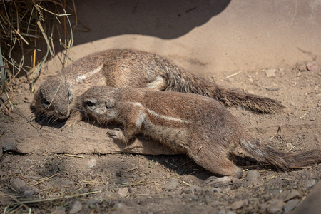 Two sguirel in sand (Xerus inauris)の写真素材