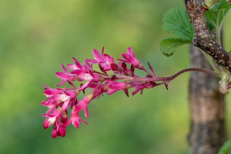 Pink flowering currant (Ribes sanguineum)の写真素材