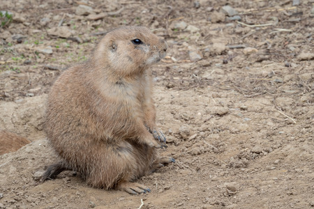A prairie dog (cynomys ludovicianus) guard in alert at the opening to one of its tunnels (a hole) in the parkの写真素材
