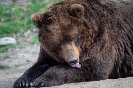 Portrait of brown bear (Ursus arctos beringianus). Kamchatka brown bear.の写真素材