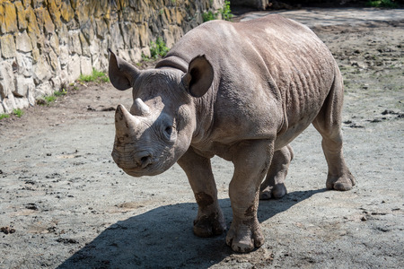 Rhinoceros (Diceros bicornis) with large hornsの写真素材