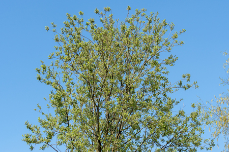Salix caprea, goat willow or great sallow, deciduous shrub. Background of trees and clear blue skyの写真素材
