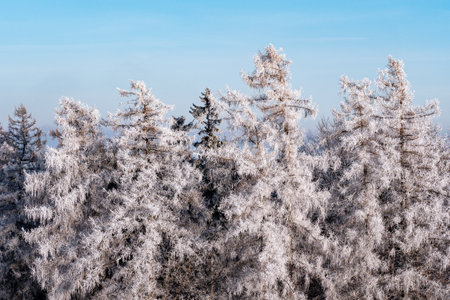 Winter landscape with frozen trees and blue skyの写真素材