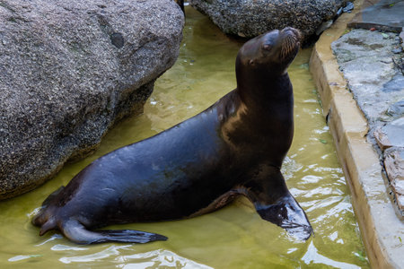 The South American sea lion, Otaria flavescens, formerly Otaria byronia, also called the Southern Sea Lion and the Patagonian sea lionの写真素材