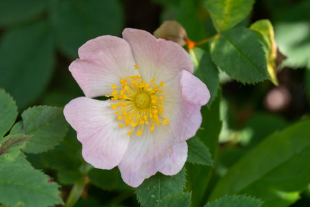 Close-up of a dog rose, Rosa canina, with green leavesの写真素材