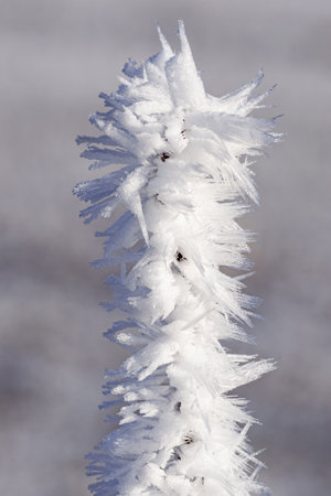 Frost on a twig on a winter dayの写真素材