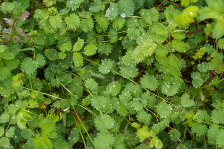 Sanguisorba minor, is an important medicinal and medicinal plant.の写真素材