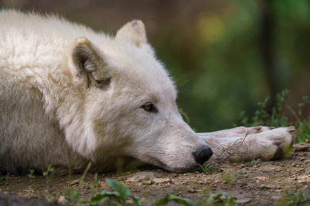 Arctic wolf enjoying the morning sun (Canis lupus arctos)の写真素材