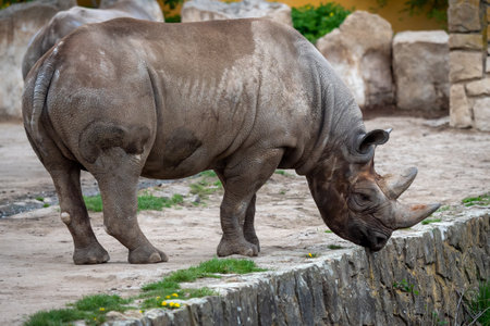 Rhinoceros (Diceros bicornis) with large hornsの写真素材