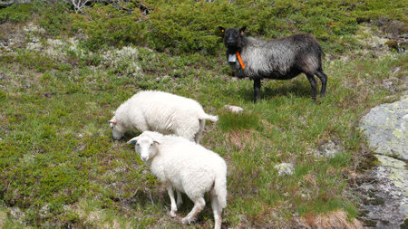 Sheep grazing on a mountain slope in Norwayの写真素材