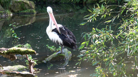 Australian pelican (Pelecanus conspicillatus)の写真素材